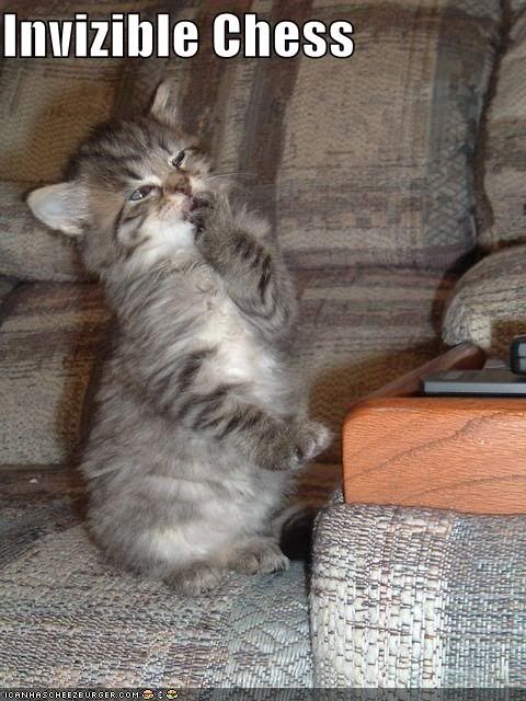 funny-pictures-cat-plays-invisib-2.jpg