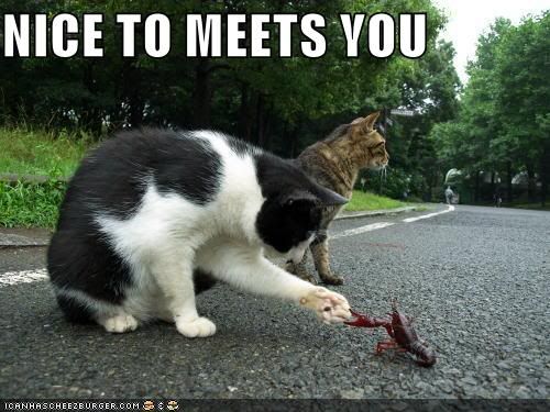 funny-pictures-cat-shakes-2.jpg