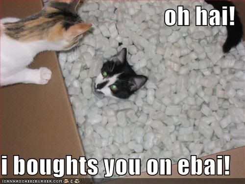 funny-pictures-cats-box-packing--2.jpg