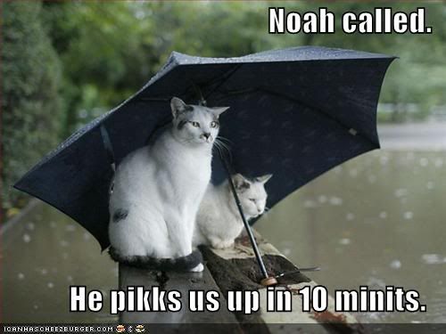 funny-pictures-cats-umbrella-rai-2.jpg