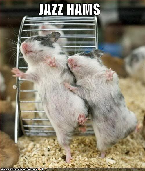 funny-pictures-jazz-hamsters.jpg