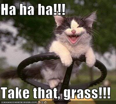 funny-pictures-kitten-punishes-gras.jpg