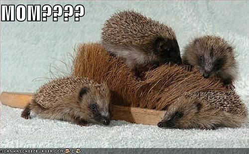funny-pictures-porcupine-brush.jpg