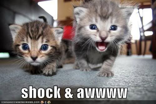 funny-pictures-shock-and-awe-kitten.jpg