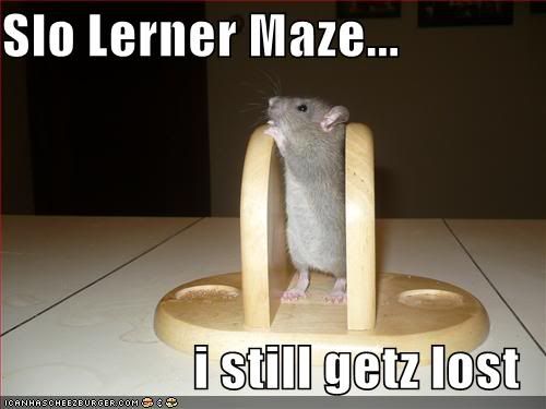funny-pictures-slow-learner-maze-mo.jpg