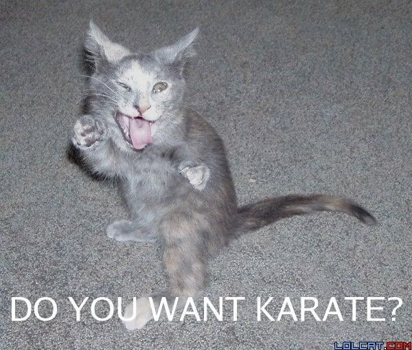 karatecat.jpg