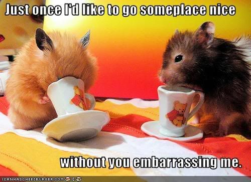 funny-pictures-hamsters-are-embarra.jpg