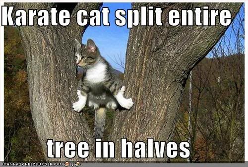 funny-pictures-karate-cat-splits-th.jpg