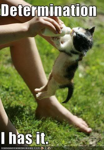 funny-pictures-kitten-has-determina.jpg