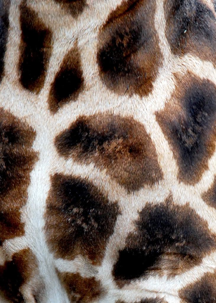 Giraffemarkings.jpg