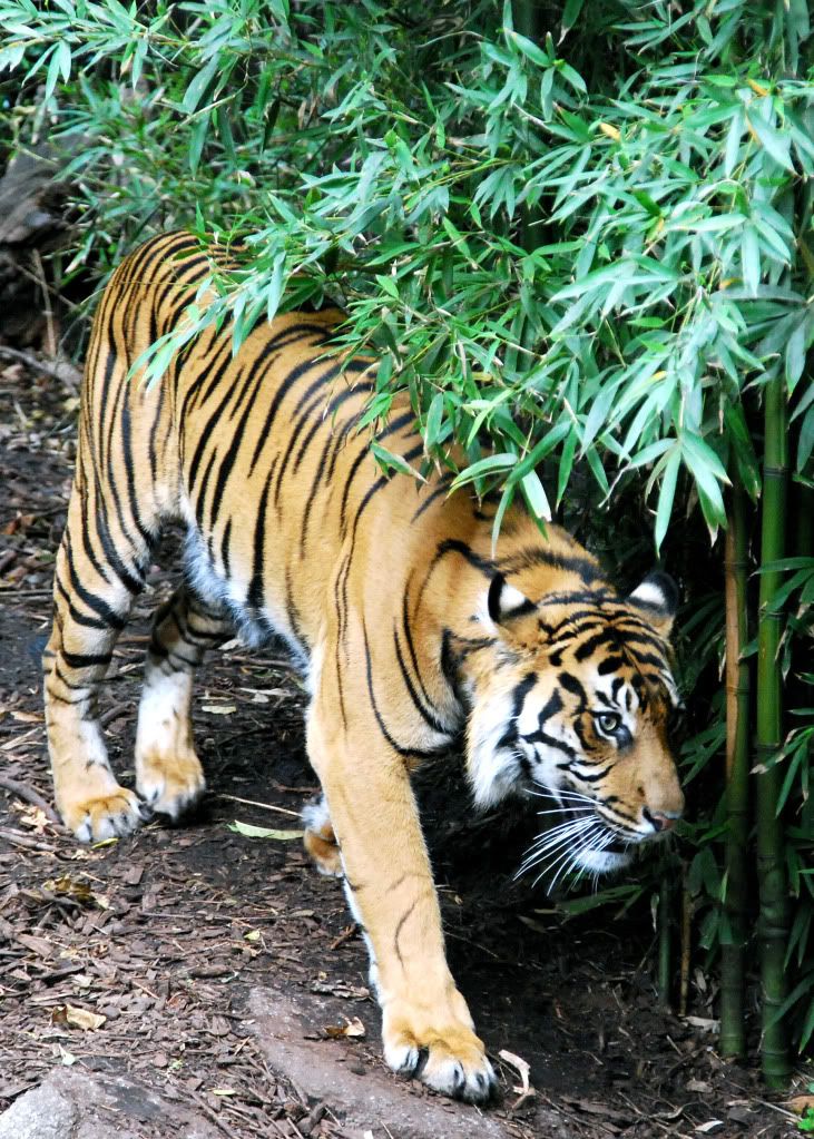 TigerII.jpg