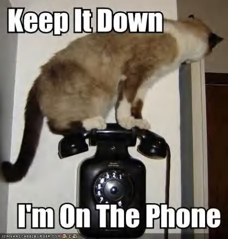 catphone.jpg