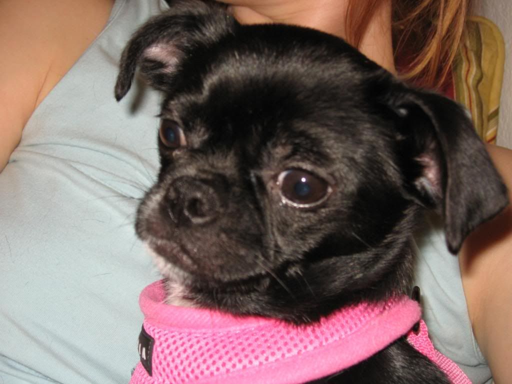 IMG_1435.jpg cute puppy! image by stephanieblang