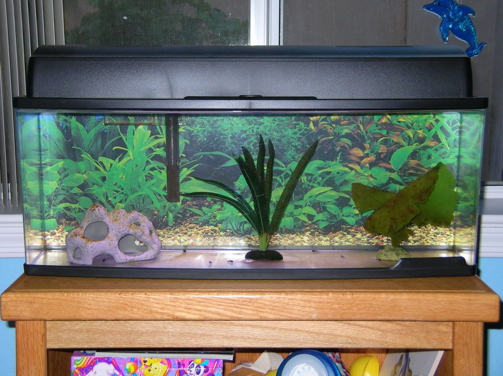 Kissy S 6 6g Tank Myfishtank Net Forum