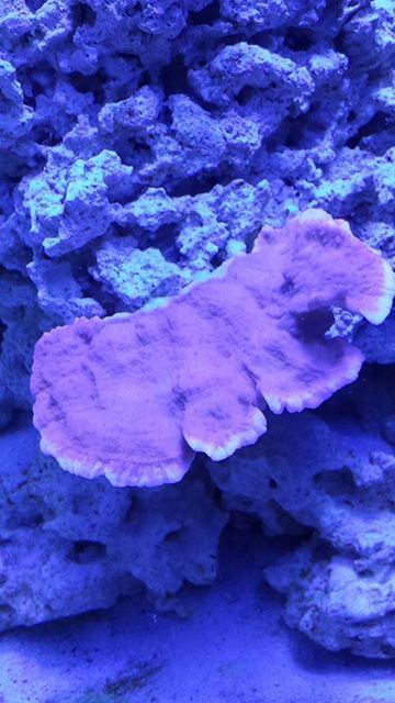 coralgrow2.jpg