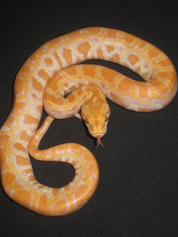 2008pythons055-1.jpg