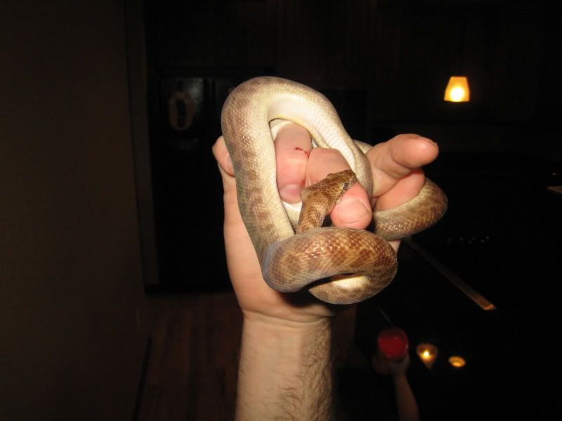2008pythons113.jpg