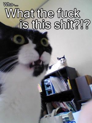 wtf cats Pictures, Images and Photos