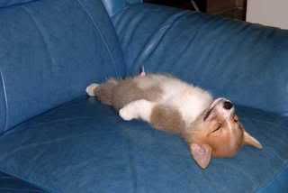 http://i266.photobucket.com/albums/ii261/animallover_album/010.jpg