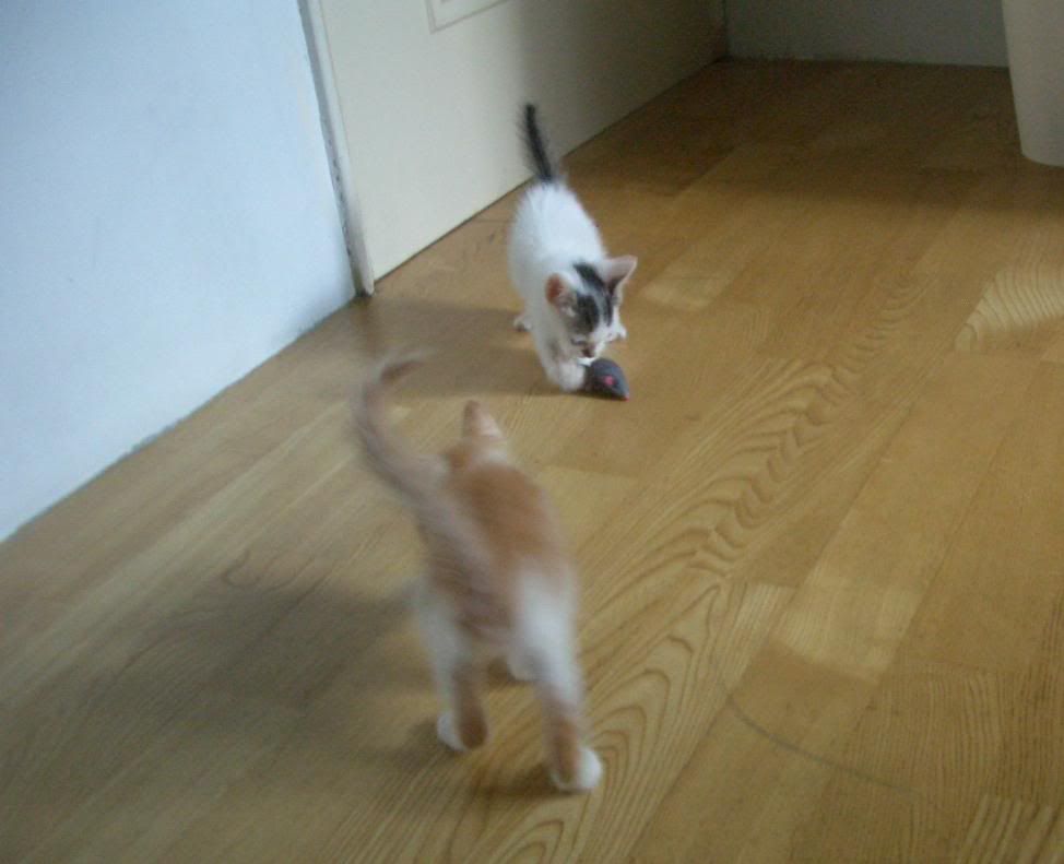 圖檔