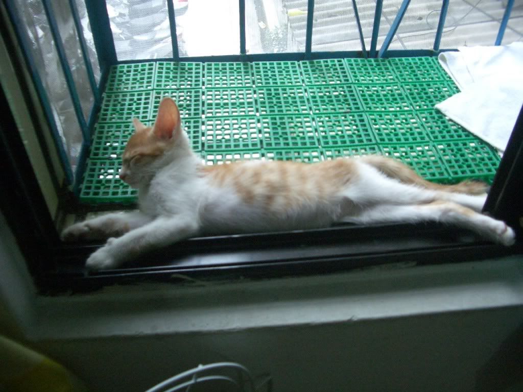 圖檔
