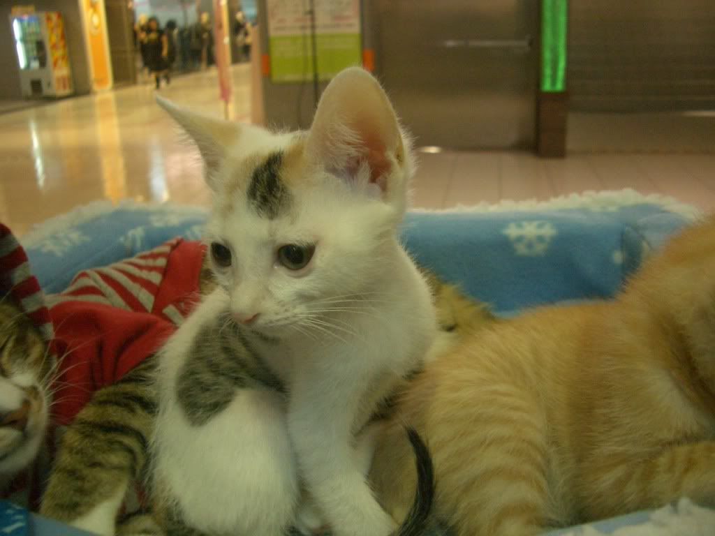 圖檔