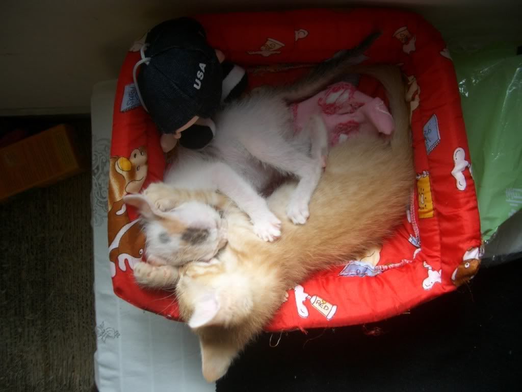 圖檔