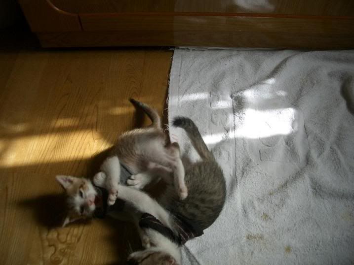 圖檔