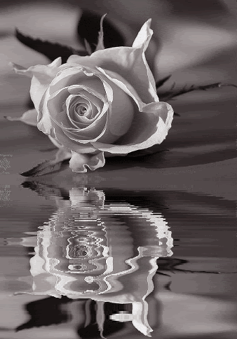9_flowers_white_rose_reflection.gif
