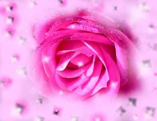 Pink Big Flower Rose of Wallpaper