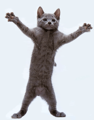 9_funny_dancing_kitty.gif