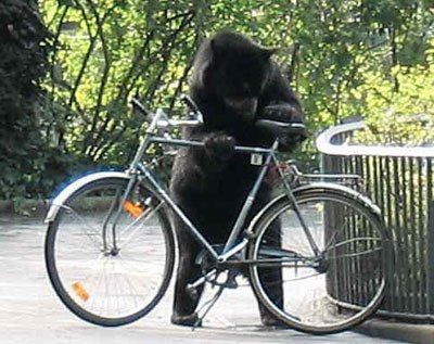 funny_bear_bike.jpg