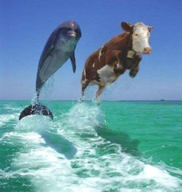 funny_cow_dolphin.jpg