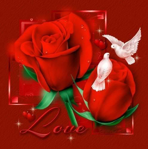 9_love_dove_red_rose.jpg