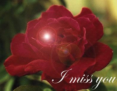 9_miss_you_red_rose.jpg