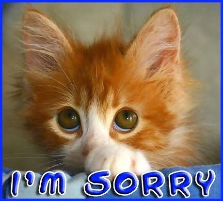 sorry_sad_kitty_face.jpg