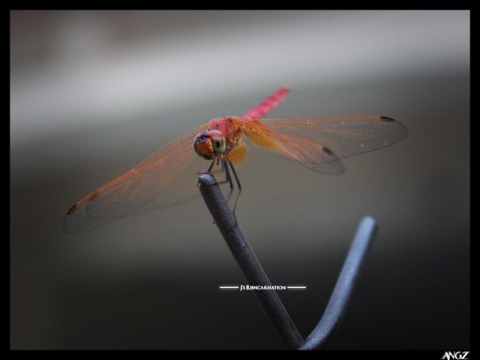 Dragonfly 6