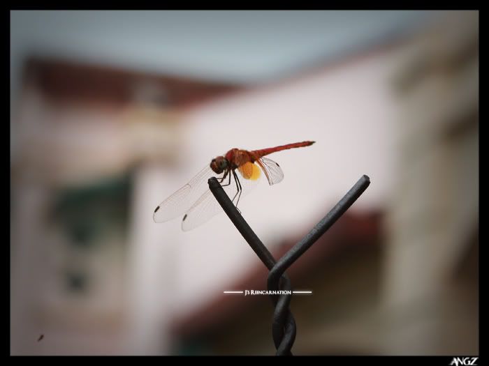 Dragonfly 5