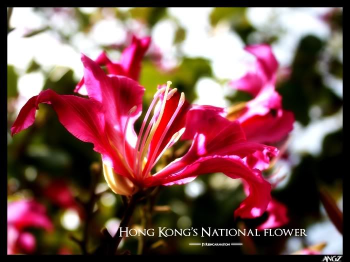 Hong Kong's national flower 2