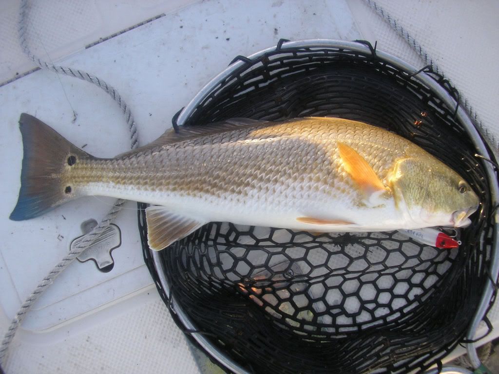 red drum spider