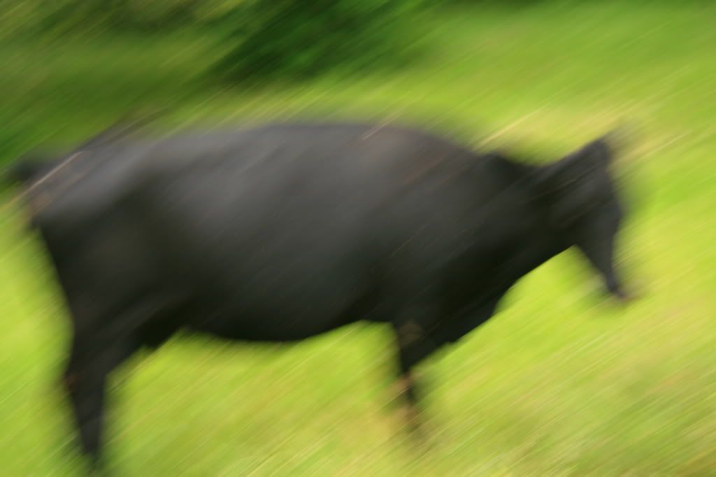 IMAGE: http://i266.photobucket.com/albums/ii262/bigbitt8706/IMG_4851.jpg