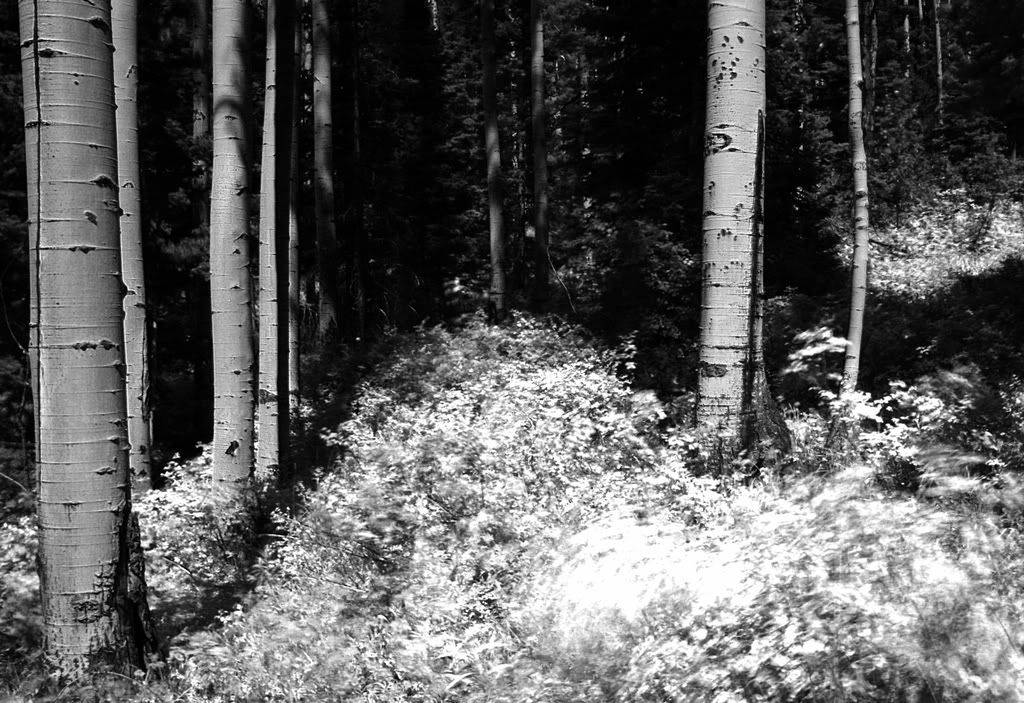 IMAGE: http://i266.photobucket.com/albums/ii262/bigbitt8706/IMG_9771_edited-12.jpg