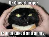lol-catscheeseburger.jpg