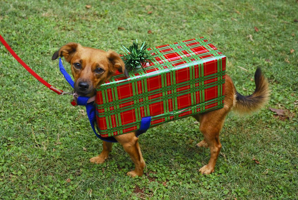 Image result for dog with christmas present