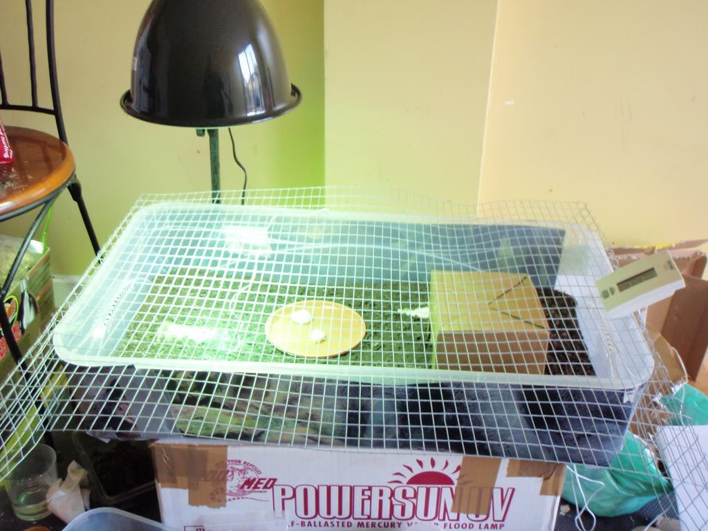 Plastic enclosure and ceramic heat lamp Reptile Forums