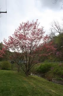 DOGWOOD TREE Pictures, Images and Photos