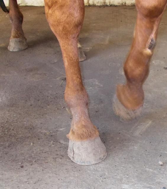 Underrun heels on OTTB The Horse Forum