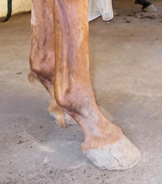 Underrun heels on OTTB Page 2 The Horse Forum
