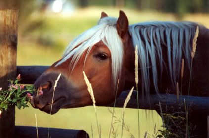 haflingi.jpg image by Tilluska