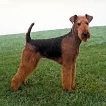 Curly Coated Terrier